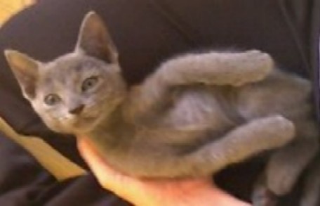 猫パンチＴＶルシアン