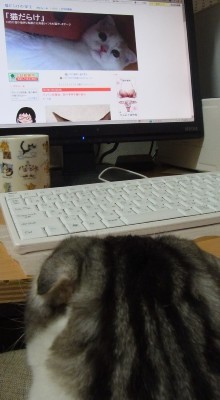 「猫だらけ」