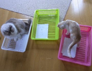 「猫だらけ」