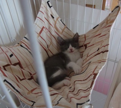 「猫だらけ」