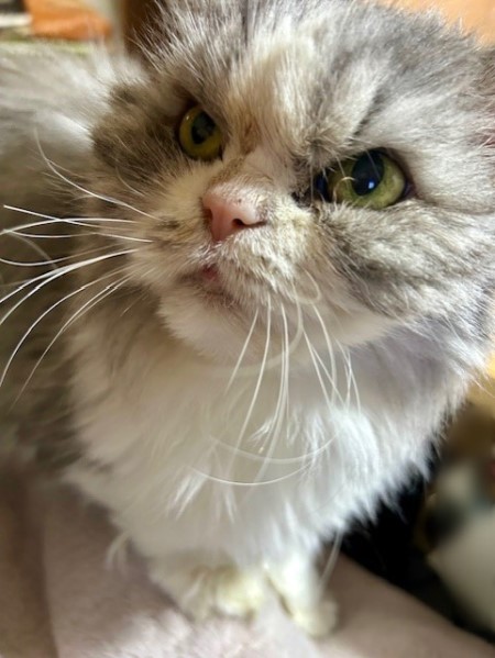 thumbnail_IMG_4147 (2)