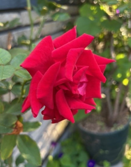 thumbnail_IMG_1891