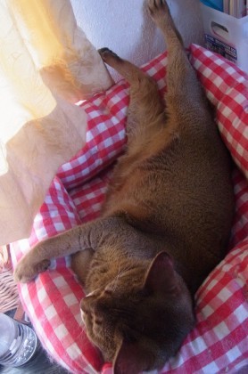 「猫だらけ」