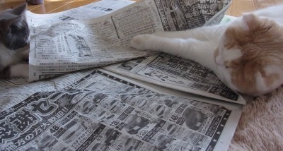 「猫だらけ」