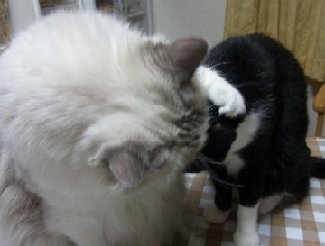 「猫だらけ」