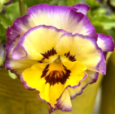 thumbnail_IMG_4451 (2)