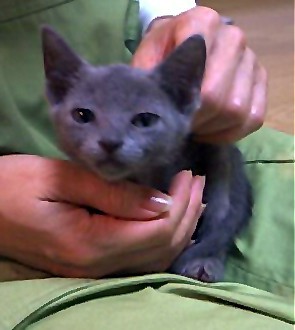 「猫だらけ」