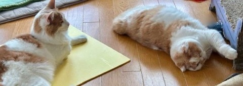 thumbnail_IMG_0402 (2)