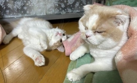 thumbnail_IMG_3646 (1)