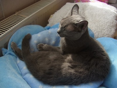 「猫だらけ」