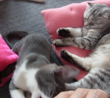 「猫だらけ」