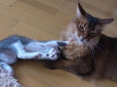 「猫だらけ」