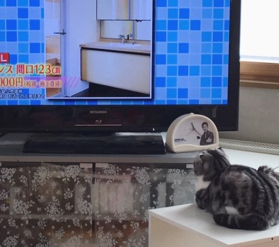 tv_1