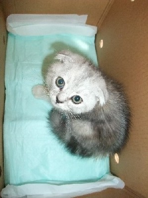 「猫だらけ」