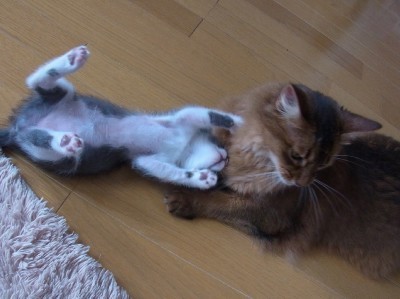 「猫だらけ」