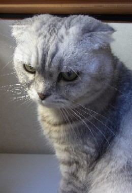 「猫だらけ」