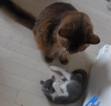 「猫だらけ」