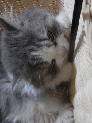 「猫だらけ」