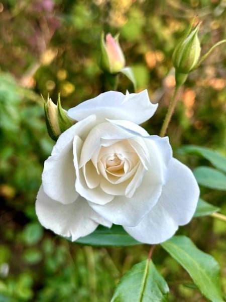 thumbnail_IMG_3623 (1)