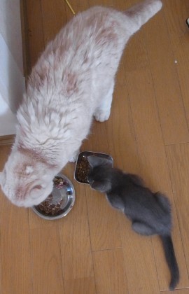 「猫だらけ」