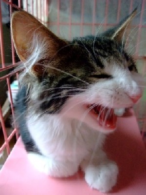 「猫だらけ」