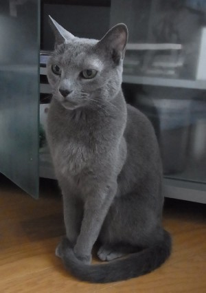 「猫だらけ」