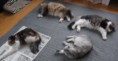 「猫だらけ」