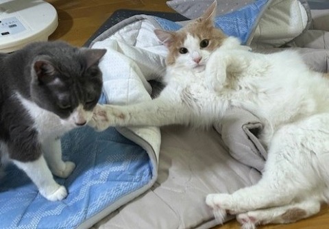 thumbnail_IMG_4202 (2)