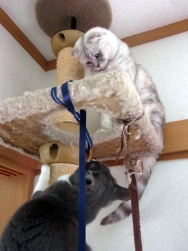 「猫だらけ」