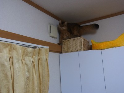 「猫だらけ」