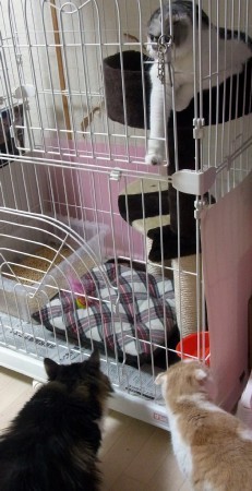 「猫だらけ」