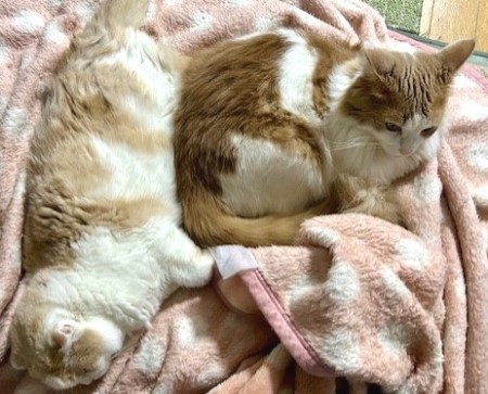 thumbnail_IMG_6186_1