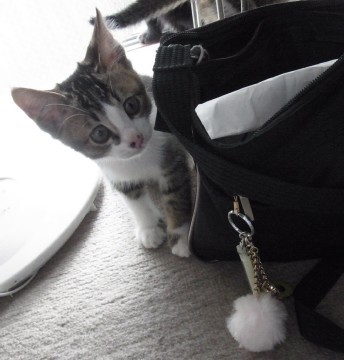「猫だらけ」