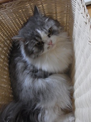 「猫だらけ」