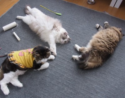 「猫だらけ」