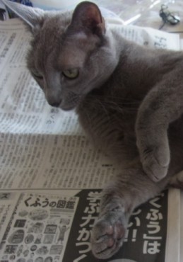 「猫だらけ」