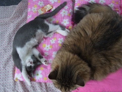 「猫だらけ」