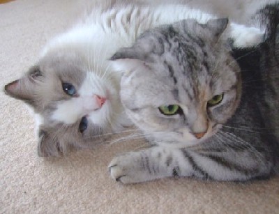 「猫だらけ」