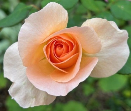 thumbnail_IMG_6576 (2)_1