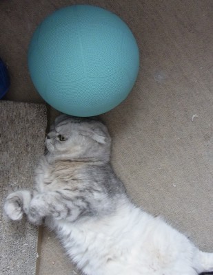 「猫だらけ」