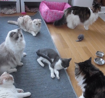 「猫だらけ」