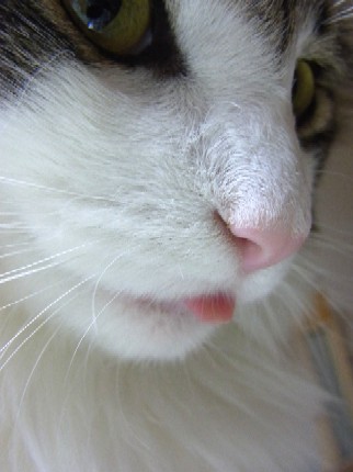 「猫だらけ」