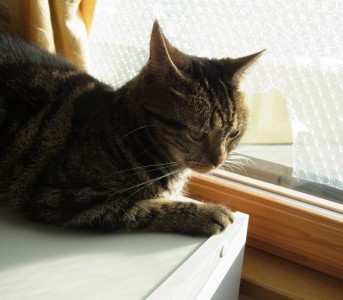 「猫だらけ」