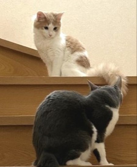 thumbnail_IMG_2032