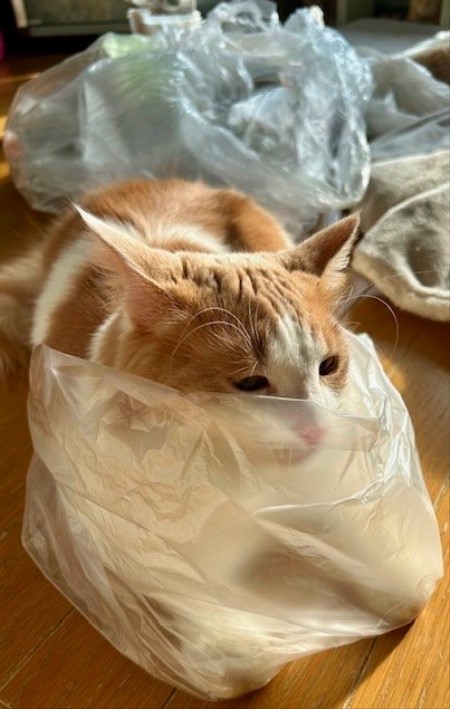 thumbnail_IMG_0520 (1)