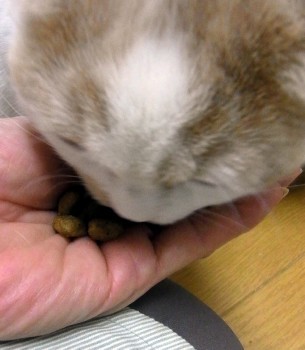 「猫だらけ」