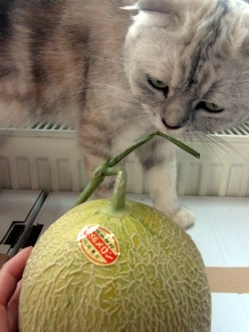 「猫だらけ」