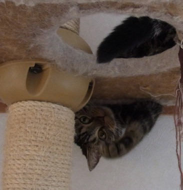 「猫だらけ」