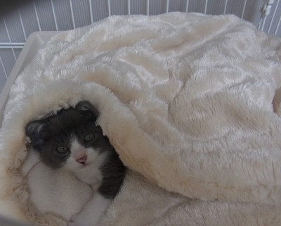 「猫だらけ」