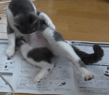 「猫だらけ」